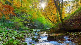 Native American Flute Music and Nature Sounds: Break Free from Stress, Anxiety and Depression