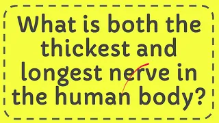 What is both the thickest and longest nerve in the human body?