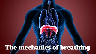 Mechanics of breathing - health and social care