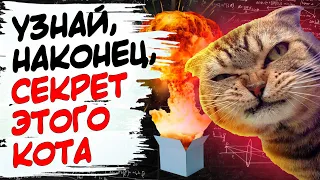 Почему этот Кот такой популярный?  Кот Шредингера суть эксперимента простыми словами.