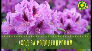 Уход за рододендроном: секреты пышного цветения