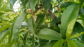 Персик : обрізую та нормую плоди