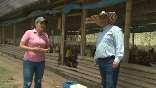 Huevos Campesinos de sangre azul GRANJA HUEVO AZUL COLOMBIA Campo Mundo del Campo