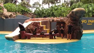 Sea lions show in Loro Parque