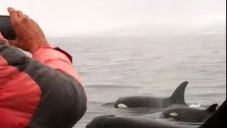 Orcas attack gray whales in Morro Bay