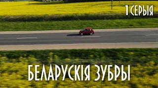 БЕЛАРУСКІЯ ЗУБРЫ (1 серыя)