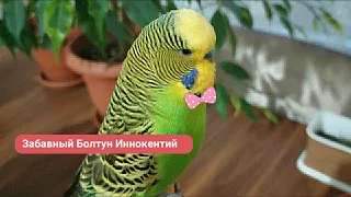 Нарезки✔️Волнистый Попугай Хулиганит ✔️ Попугай говорит ✔️