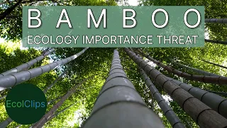 Bamboo: Ecology, Importance & Threat | EcolClips