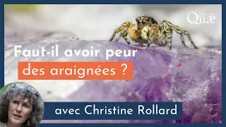 Faut-il avoir peur des araignées ?