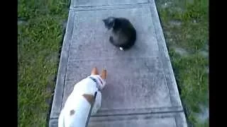 Feral cat vs Jack Russell House Dog
