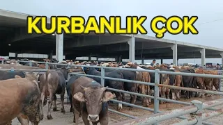 ANKARA ÇUBUK HAYVAN PAZARI 2 MAYIS/KURBANLIK FİYATLARI/LİVESTOCK BAZAAR