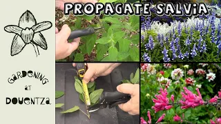 How to Propagate Salvia || Quick & Easy Guide