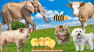 Farm Animals, Animal Sounds: Chicken, Pig, Duck, Elephant, Cat, Cow - Animal moments