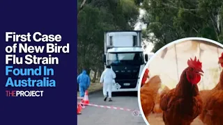 First Case of New Bird Flu Strain Found In Australia