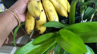 Banana peel🍌🍌Best Fertiliser orchids to Bloom ❤️❤️❤️🌹🌹🌹Thadathil vlog