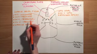 FORAMINA OF THE SKULL