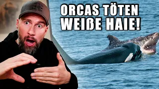 Deswegen sind SIE die Krassesten! Orcas jagen Weiße Haie in Südafrika | Robert Marc Lehmann