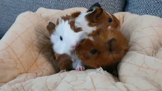 Guineapigs Pudding's 3babys