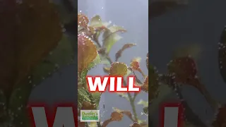 Co2 in the PLANTED AQUARIUM TIPS and WARNINGS ⚠️