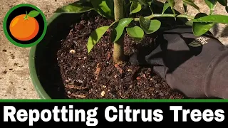 Repotting Citrus Trees  - Citrus Tree Soil