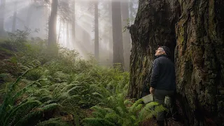 Photographing DRAMATIC LIGHT in the REDWOODS