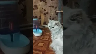 ЛЕД ТРОНУЛСЯ!!!! НОВОСТИ ПО АДЕЛИНЕ 😻