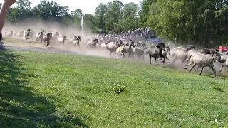 Auslauf der Dülmener Wildpferde aus der Arena | Wildpferdefang 2018