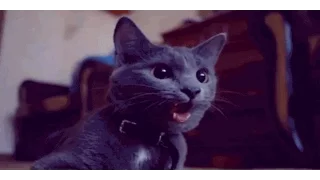 Best of Cats in 2 Minutes - Funny cats compilation