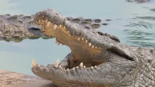 Crocodiles eat each other parts