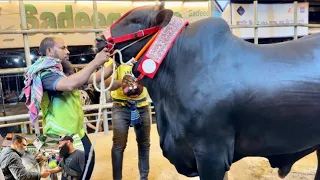 Biggest black bull live sold 2023 Sadeeq Agro | Gray brahman cross cow 2023 | Big cow Qurbani 2023