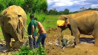 Elephant rescue | Saving a baby elephant stuck in a cylinder