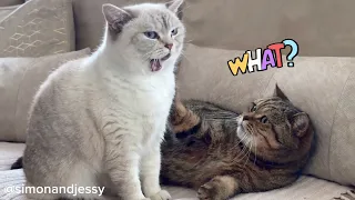 Gentle Grooming Of Two Cute Cats Ended In A Fight