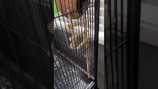 Sugar glider cage setup