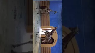 A giraffe falls and breaks its long neck