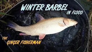 Winter Barbel in Coloured water - The Ginger Fisherman