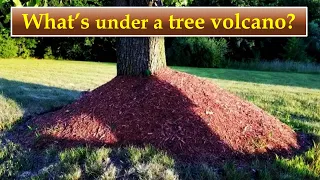 What Does a Tree do Under a Tree Volcano?