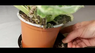 AFRICAN VIOLET RESCUE - What to Look Out For!!!!!!!!!!!