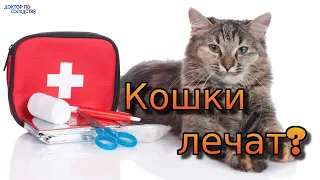 Кошки - домашние целители? Фелинотерапия. / Cats are home healers? Felinetherapy.