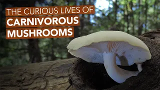 The Curious Lives Of Carnivorous Mushrooms