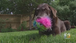 Dog Cancer Vaccine Being Tested That Could Help People Too