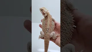 Agama vousatá (Bearded dragon) - samec 9 HZ