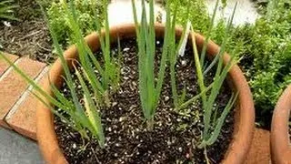 GROW GREEN ONIONS OVER AND OVER AGAIN IN YOUR KITCHEN