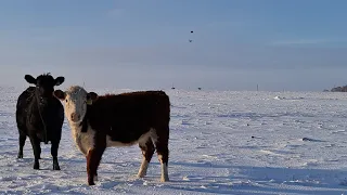 Ангус или Герефорд