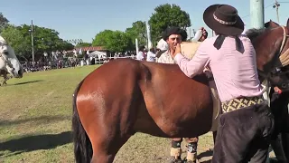 Gineteadas de Cavalos Campero TV #Rodeio #Jaripeo #Pbr #Jineteadas #Pialadas #Horses #Caballos