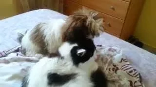 Shih Tzu and domestic Cat - in love forever