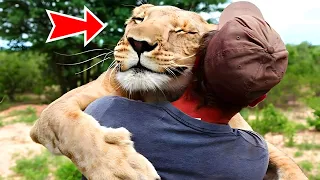 Man Saved A Baby Lion, Look How The Lion Reacted Years Later