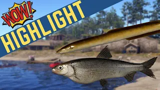 Valaam Whitefish and SURPRISE EEL!! | Float Fishing Arc Wot?? | Mar 11, 2023