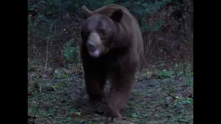 Bear (Bear With Me 2000) Sounds