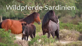 THE WILD HORSES OF SARDINIA 🐎 animal film | Documentation | Horse film