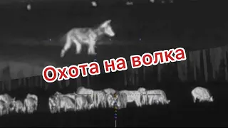 Охота на волка ! Охота ! Ваба! Hunting the wolf!